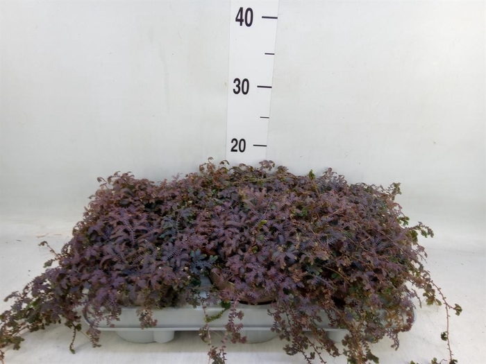 <h4>Selaginella uncinata 'Peacock'</h4>