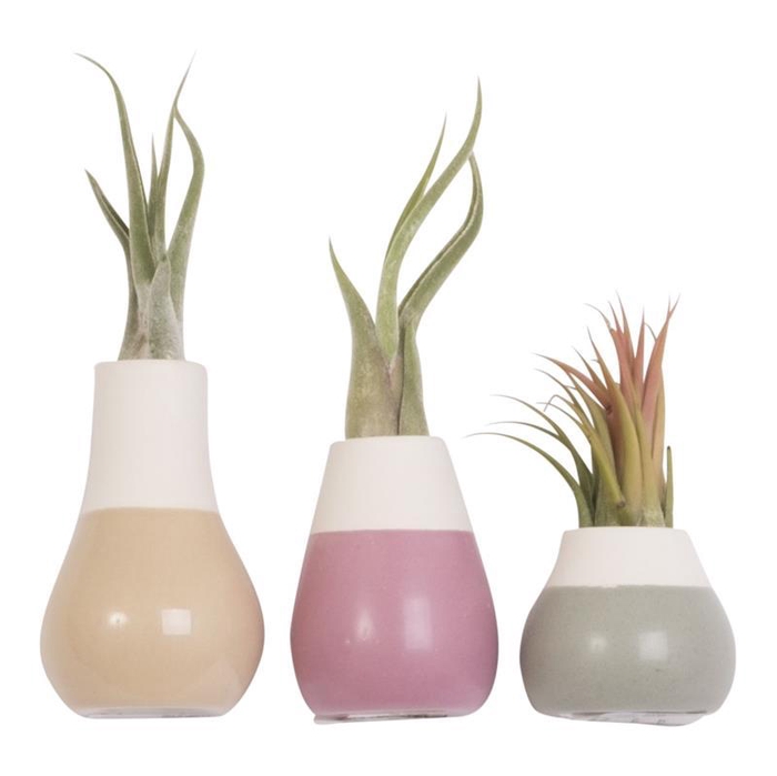 <h4>TILLANDSIA IONANTHA</h4>