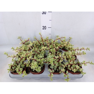 Portulacaria afra 'Variegata'