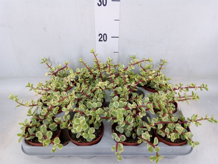 <h4>Portulacaria afra 'Variegata'</h4>