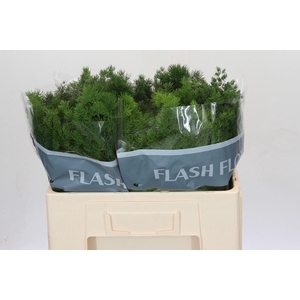 Asparagus Umbellatus