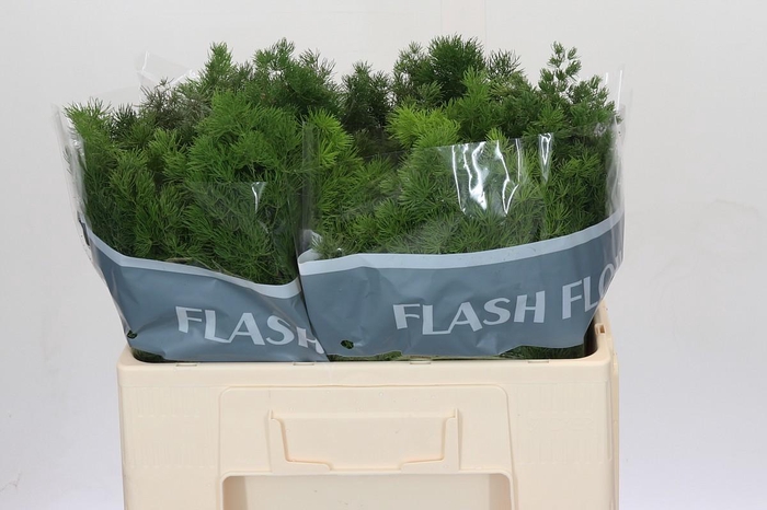 <h4>Asparagus Umbellatus</h4>