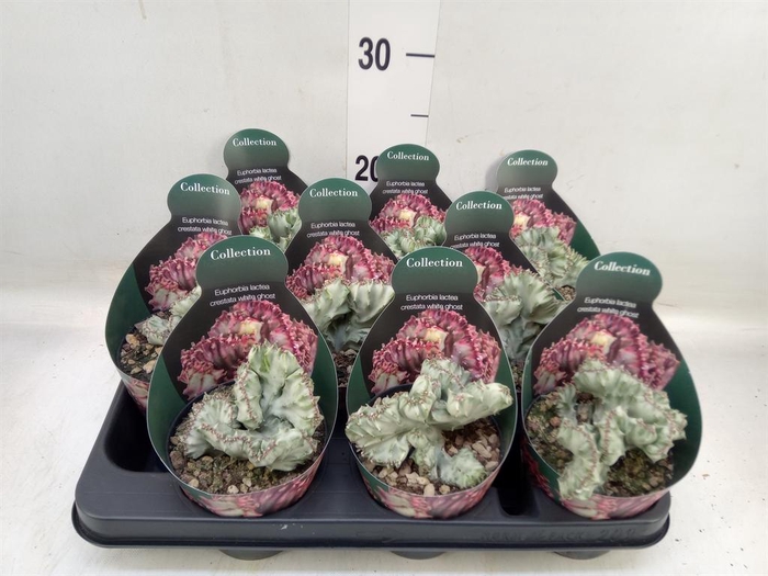 <h4>Euphorbia ...</h4>