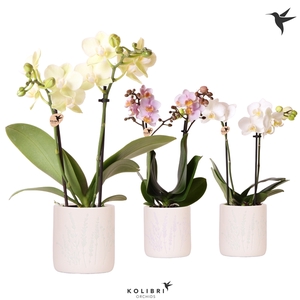 Kolibri Orchids Phalaenopsis mix 2 spike in Floral pot mix