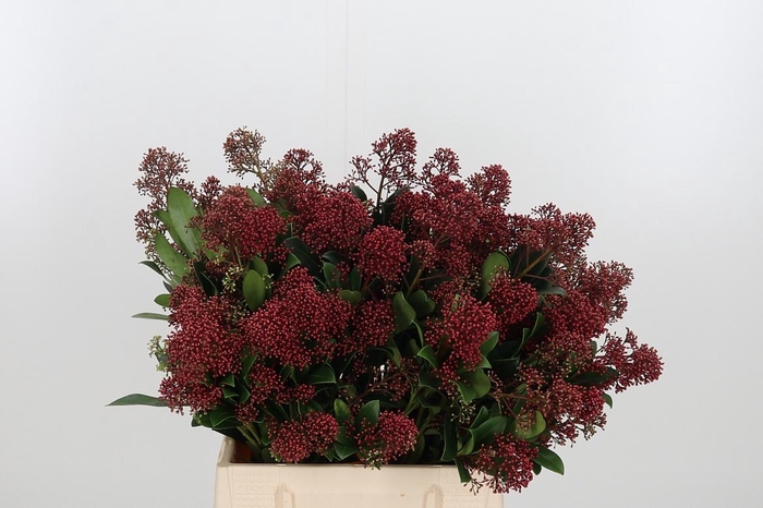 <h4>Skimmia Kl Bh Goud</h4>