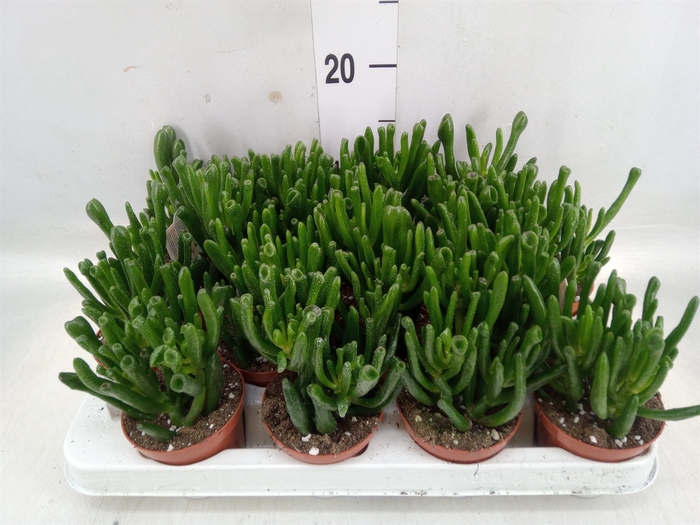 <h4>Crassula ovata 'Horn Tree'</h4>