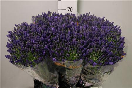 <h4>Agapanthus FU 'Atlantic Ocean'</h4>