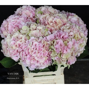Hydrangea verena classic