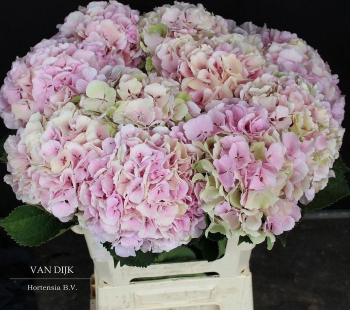<h4>Hydrangea verena classic</h4>