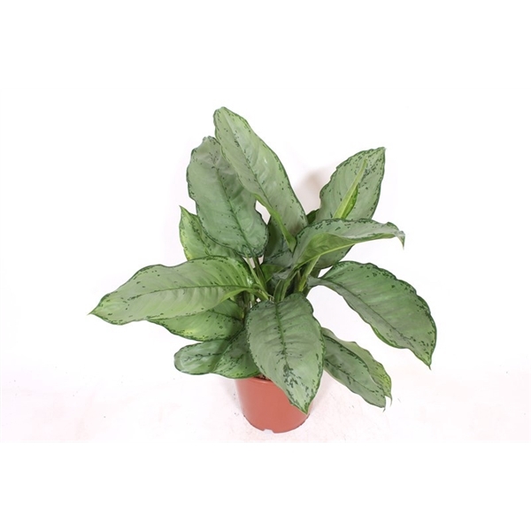 <h4>Aglaonema Freedman</h4>