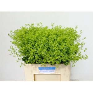 Alchem M Robustica