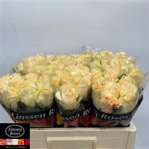 R Gr Magic Avalanche