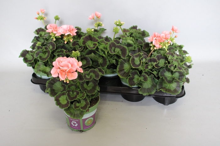 <h4>Pelargonium zonale Lenja light Salmon</h4>