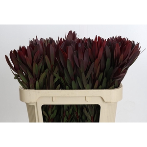 Leucadendron Saf Sunset Dark Red