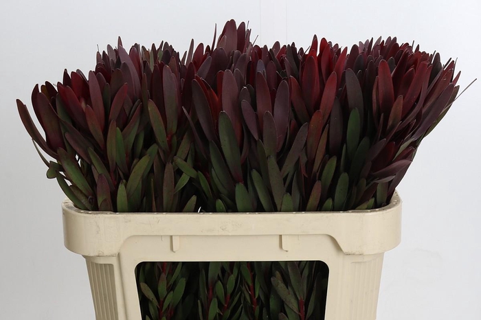 <h4>Leucadendron Saf Sunset Dark Red</h4>