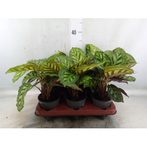 Calathea   ...
