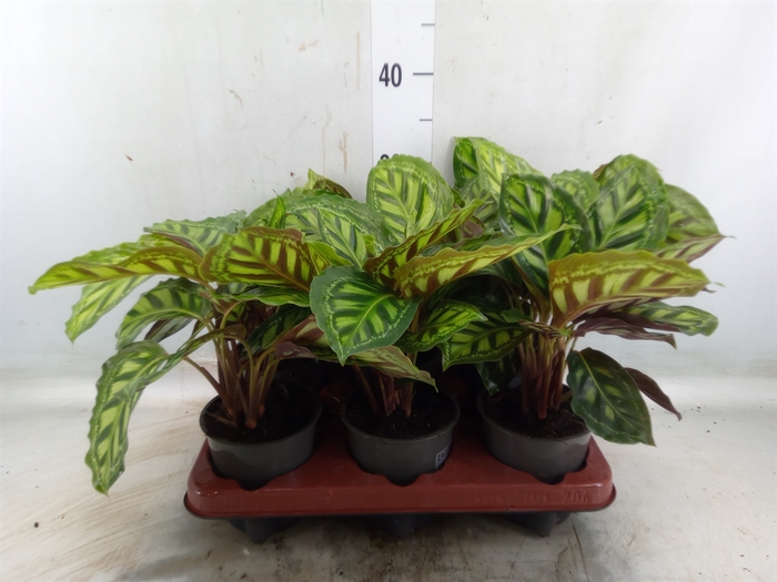 <h4>Calathea   ...</h4>