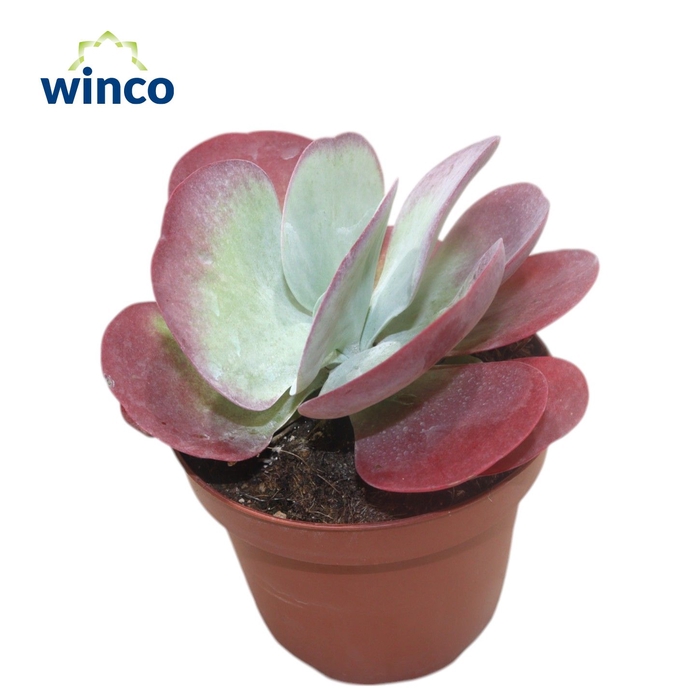 <h4>Kalanchoe Thyrsiflora (red)</h4>