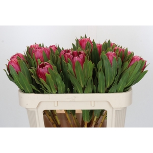 PROTEA BRENDA