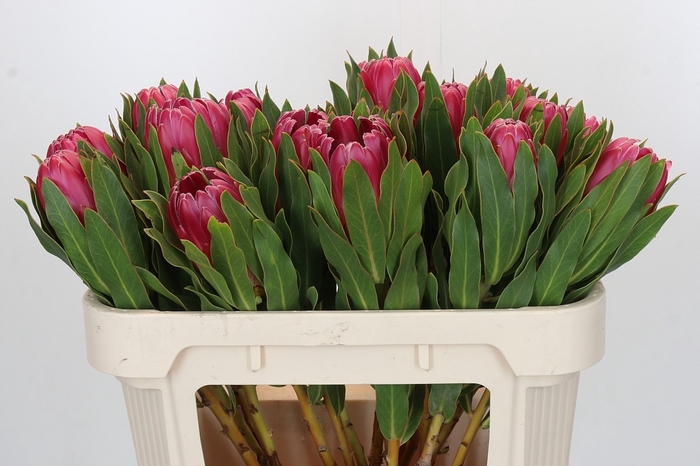 <h4>PROTEA BRENDA</h4>