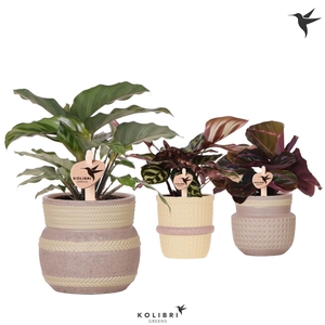 Kolibri Greens Calathea mix in Ethnic pot khaki mix