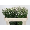 Aster White Gypsy