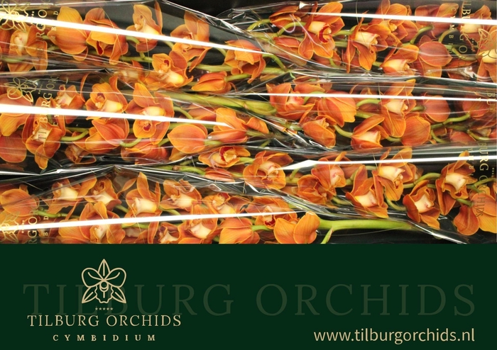 <h4>CYMB T BALOU</h4>