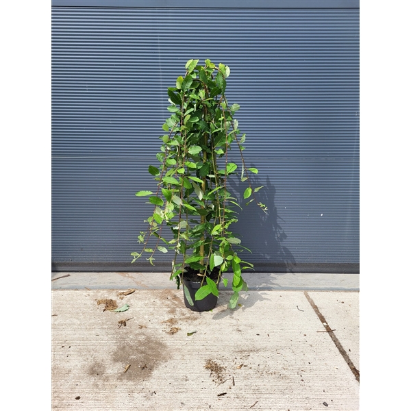 <h4>Salix caprea 'Kilmarnock' 80ST C4</h4>