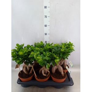 Ficus microcarpa 'Ginseng'