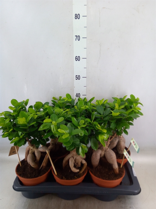 <h4>Ficus microcarpa 'Ginseng'</h4>