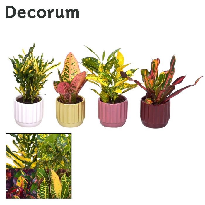 <h4>Collectie Rich Love - Croton mix in pot Liam</h4>