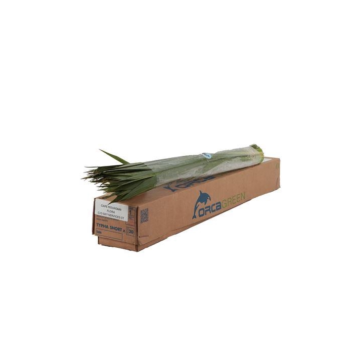 <h4>TYPHA 70 CM</h4>