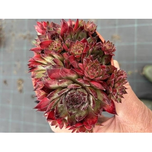 SEMPERVIVUM-HYBRID p12 cay