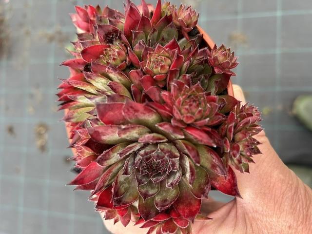 <h4>SEMPERVIVUM-HYBRID p12 cay</h4>