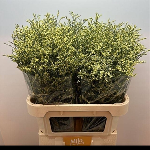 LIM SIN CHINA YELLOW