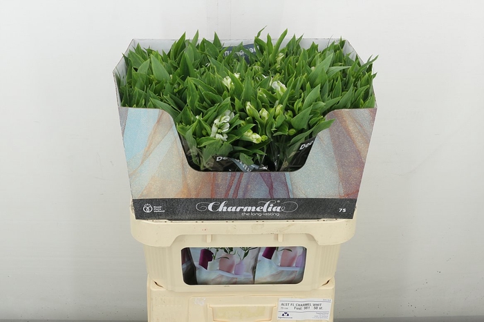 <h4>Alstr Flor Charmelia White</h4>
