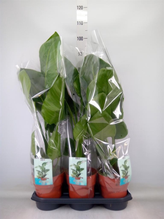 <h4>Strelitzia nicolai</h4>