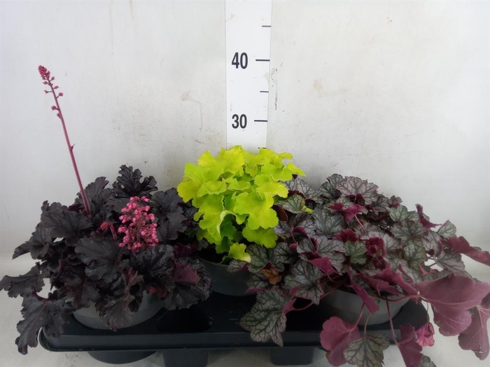 <h4>Heuchera  'Indian Summer'   ...mix</h4>