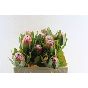 Protea Susara