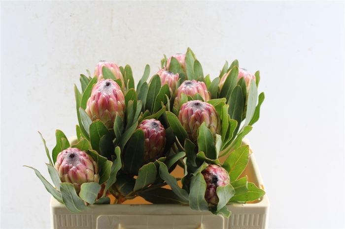 <h4>Protea Susara</h4>