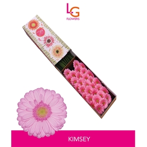 Germini Kimsey Doos