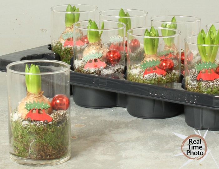 <h4>Arr Hyacinth</h4>