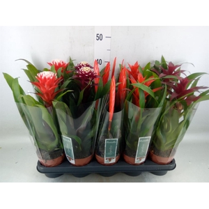 Bromelia   ...mix