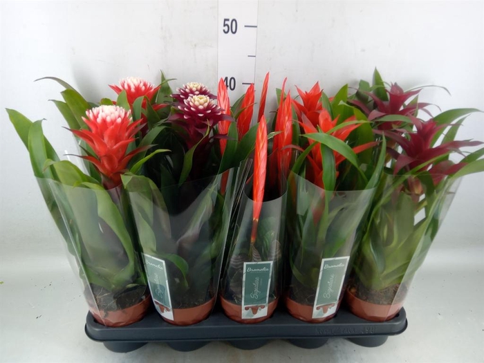 <h4>Bromelia   ...mix</h4>