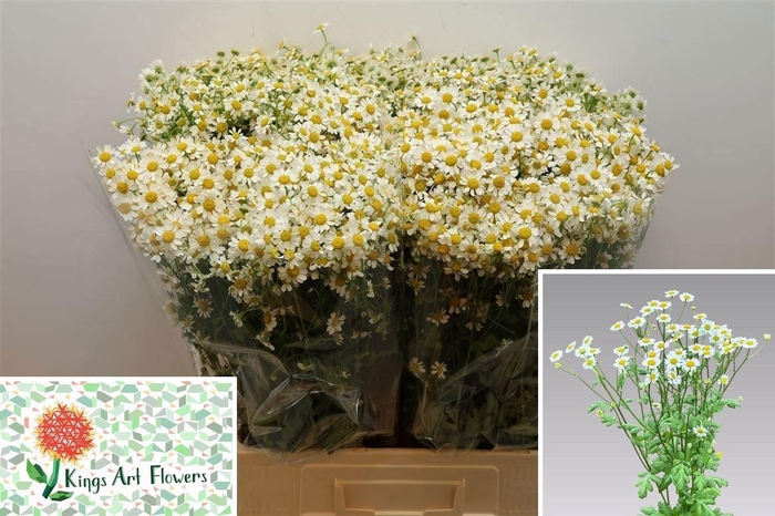 <h4>TANA PA CAMERON</h4>