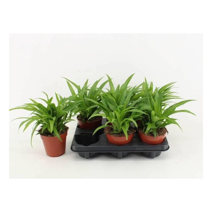 <h4>CHLOR COM LEMON</h4>