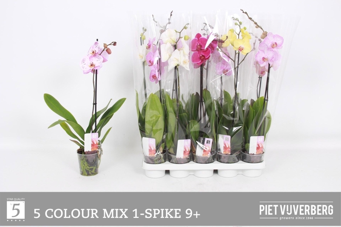 <h4>PHAL GEM 5 KL</h4>