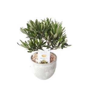 Arr.   Tuinplanten H%
