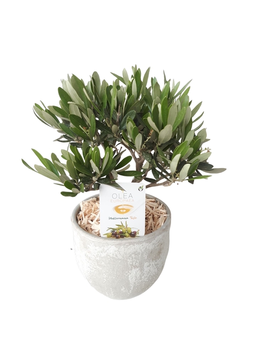 <h4>Arr.   Tuinplanten H%</h4>