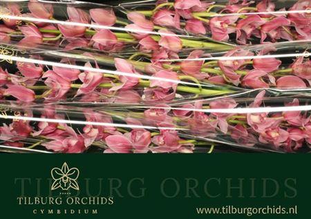 <h4>Cymb T Ellio Ro C290</h4>